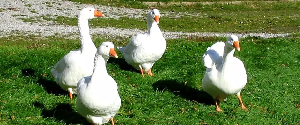 अनेक Geese.