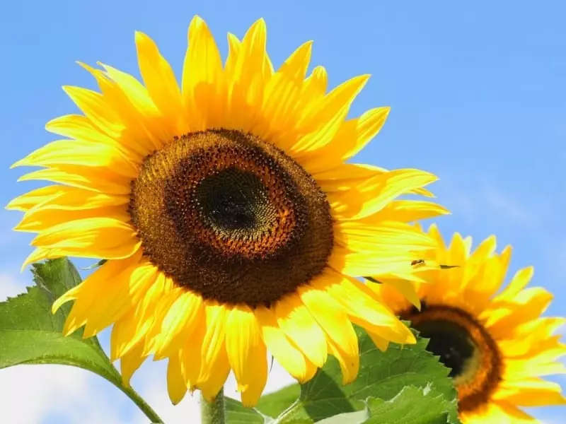 sunflowers Bright