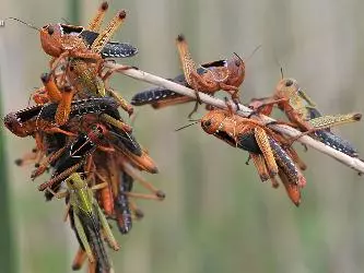 Orange locust