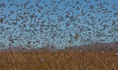 The invasion of locusts