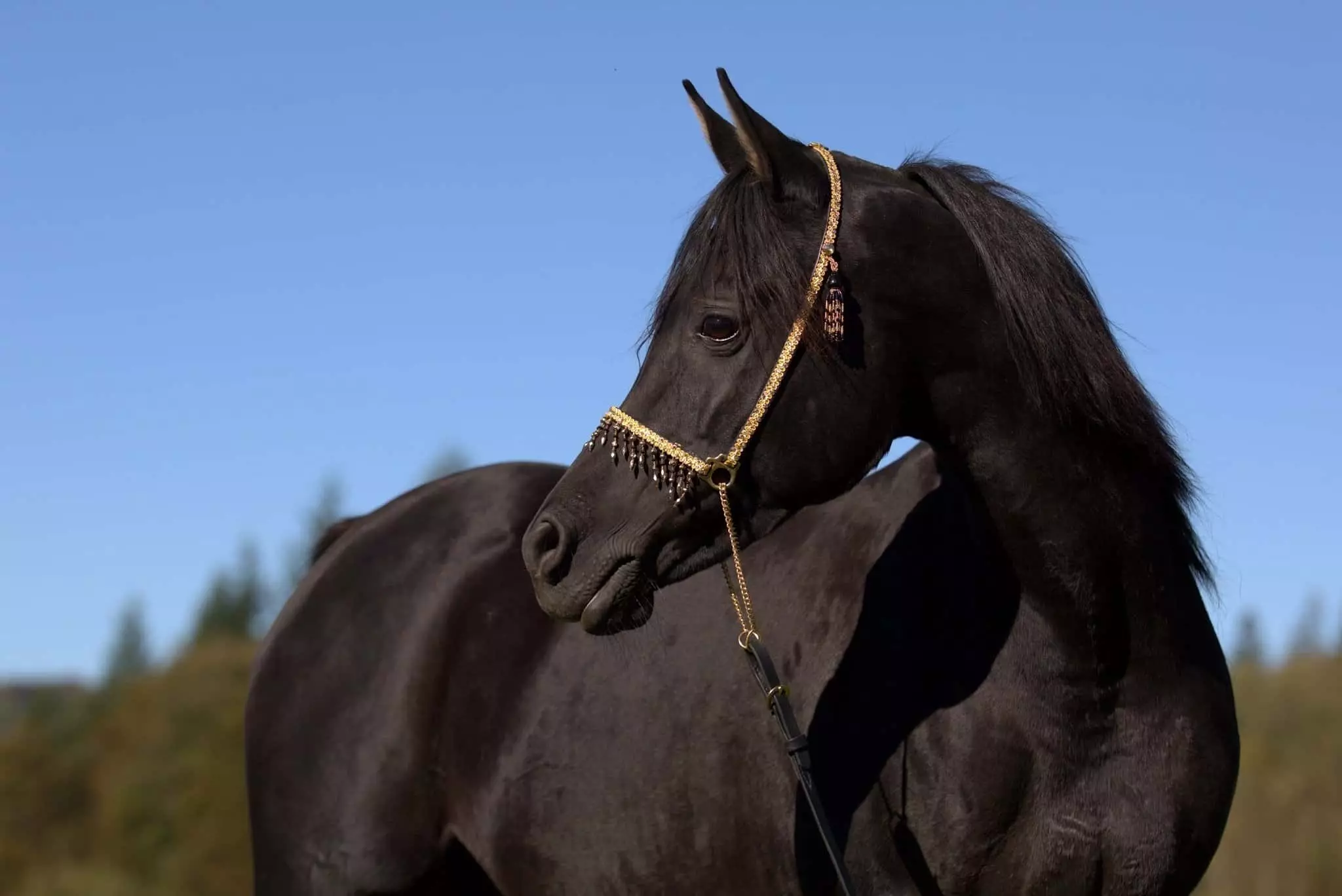 Црни коњ