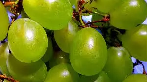 Rrushi i gjelbër