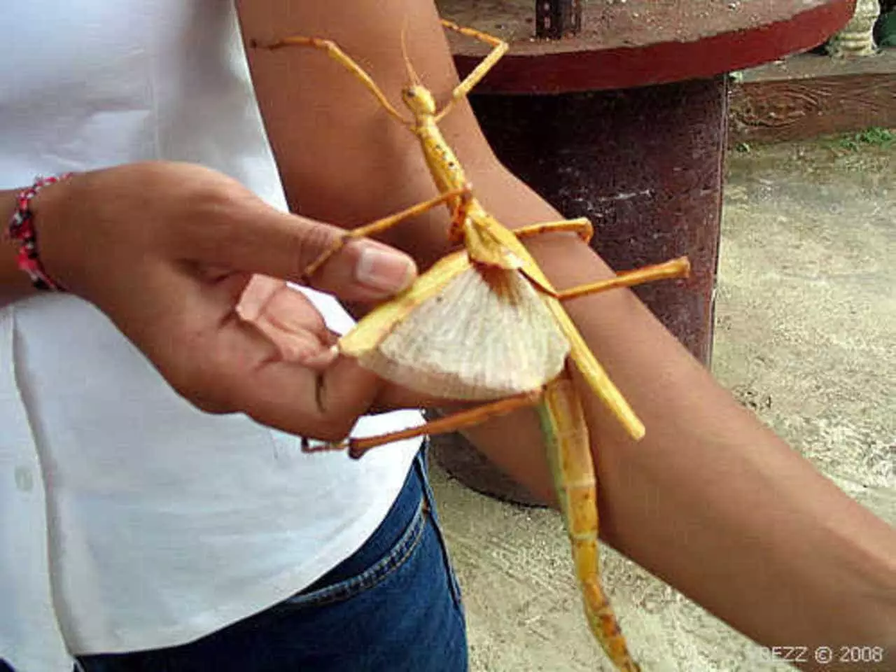 Mantis di tangan