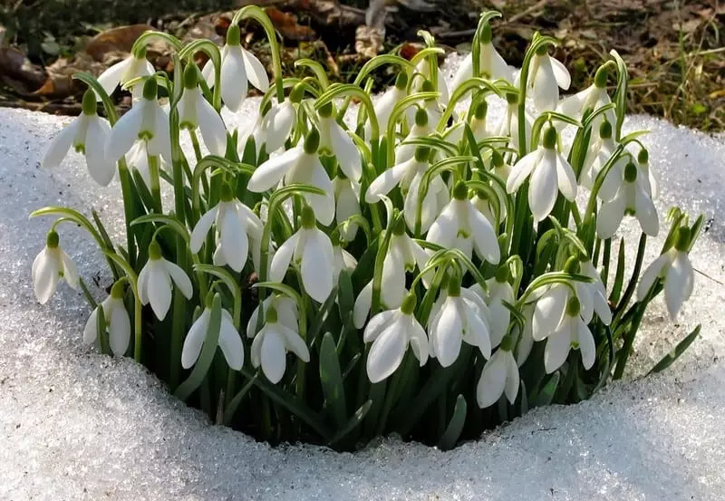 Fehér hóvirágok