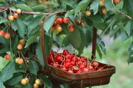 Cherry in basket