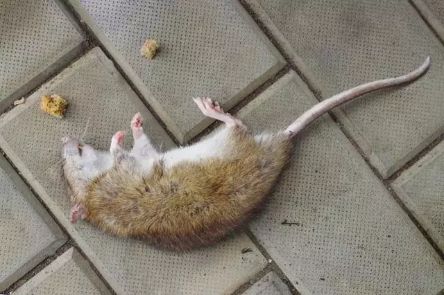 Ratón muerto