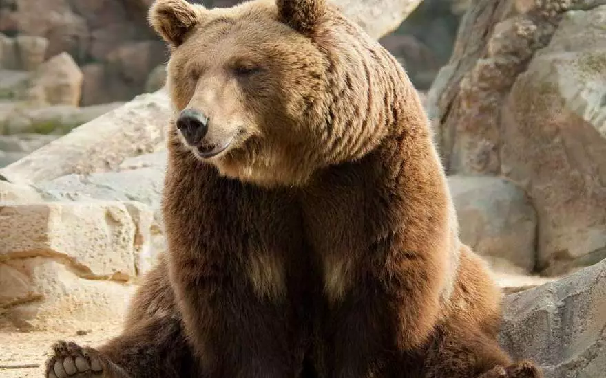 Beruang besar
