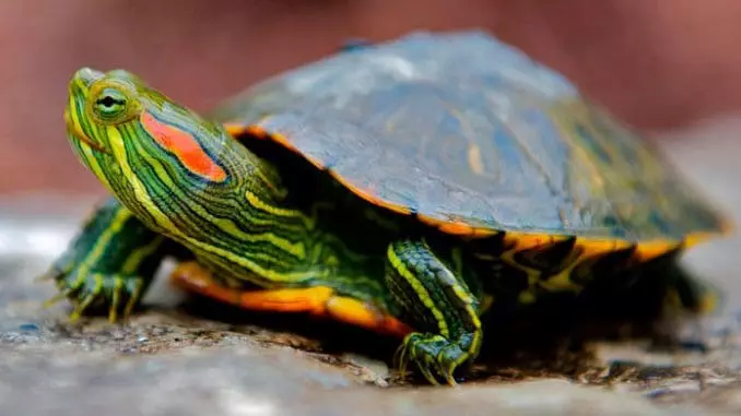 Girini turtle