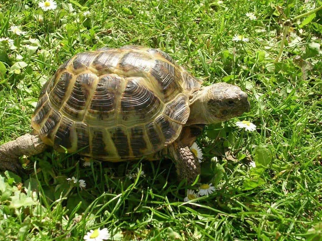 Broască țestoasă pe iarbă