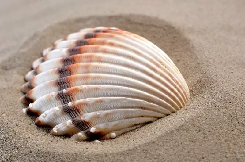 Shell with stripe