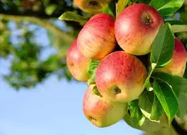 Apples ripe