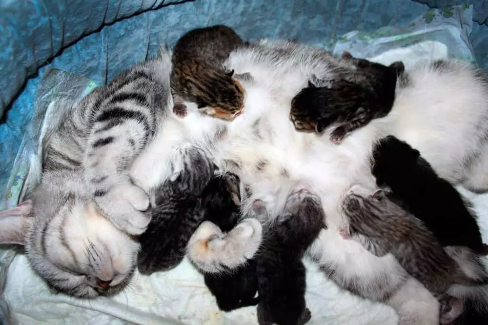 Kitten an der Mamm