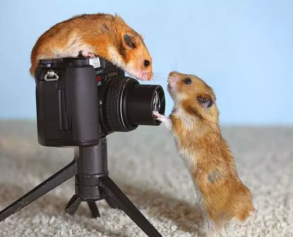 Hamstere og kameraer.