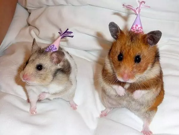 Hamsterer op feiert