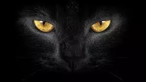 Чорна кішка