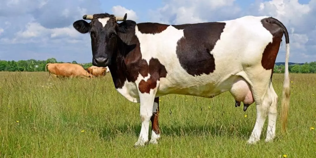 Çêlek