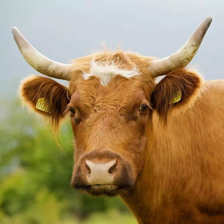 cow Brown