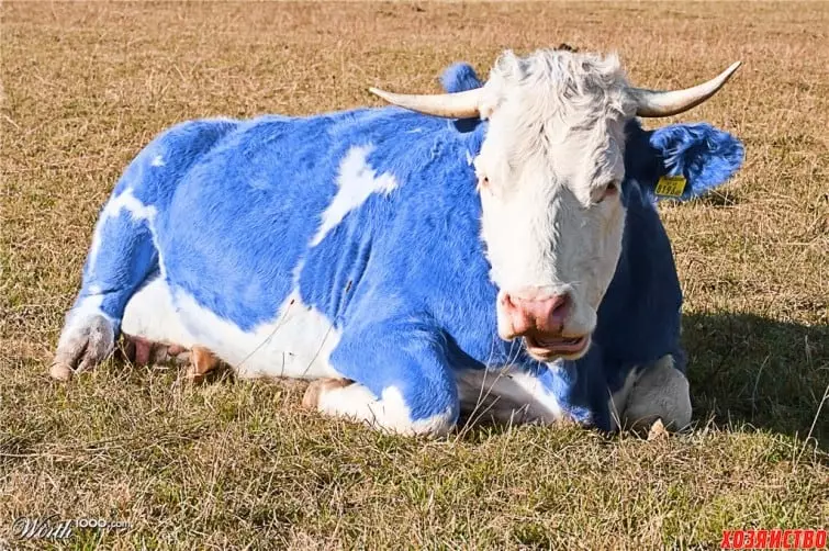 vaca blau