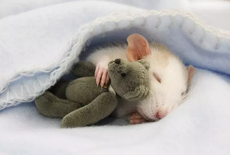 النوم الفئران