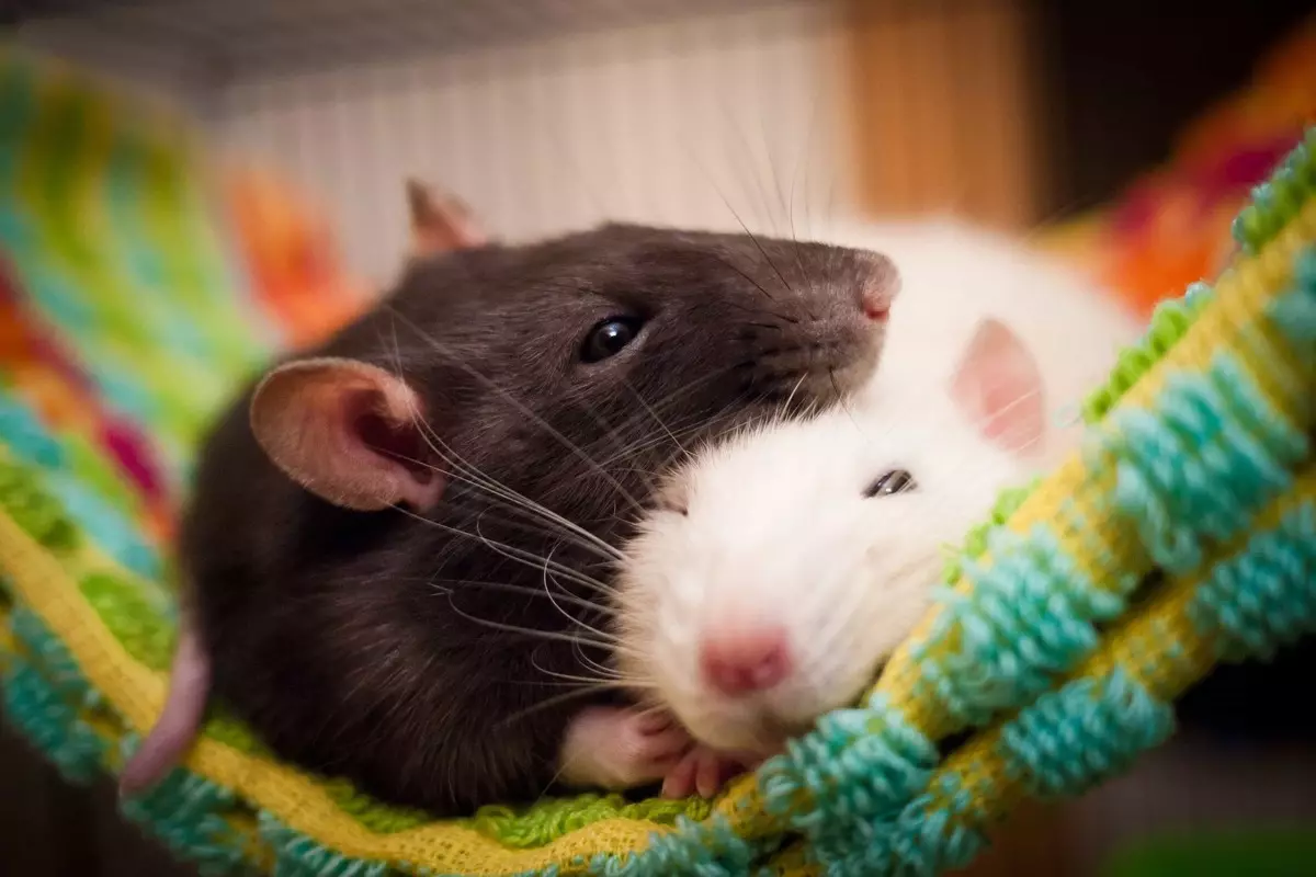 اثنين من الفئران