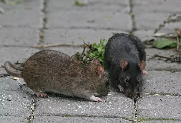 Rat noir et gris