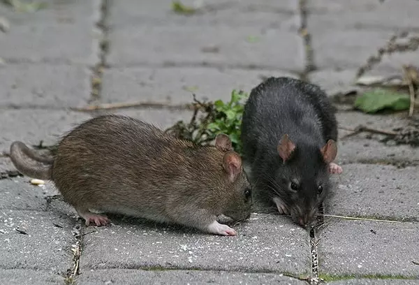 Tikus ireng lan abu-abu