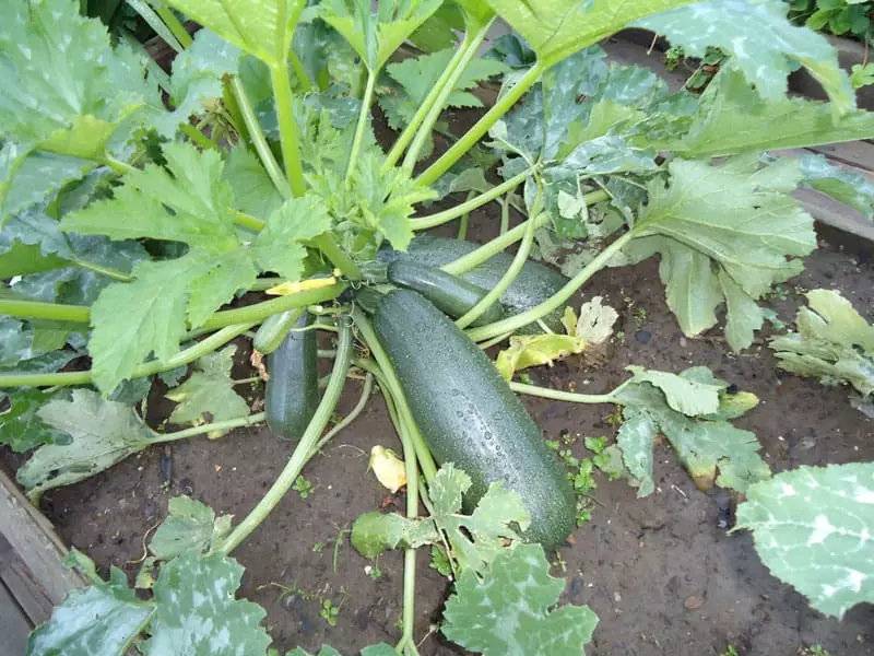 එළවළු වත්තෙහි zucchini