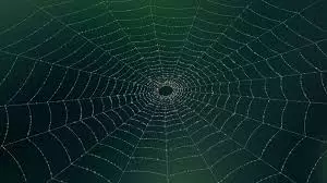 Web na zielonym tle
