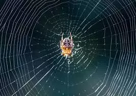 Spider og Web.