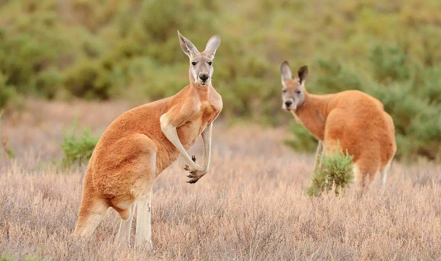Kangaroo в Степ