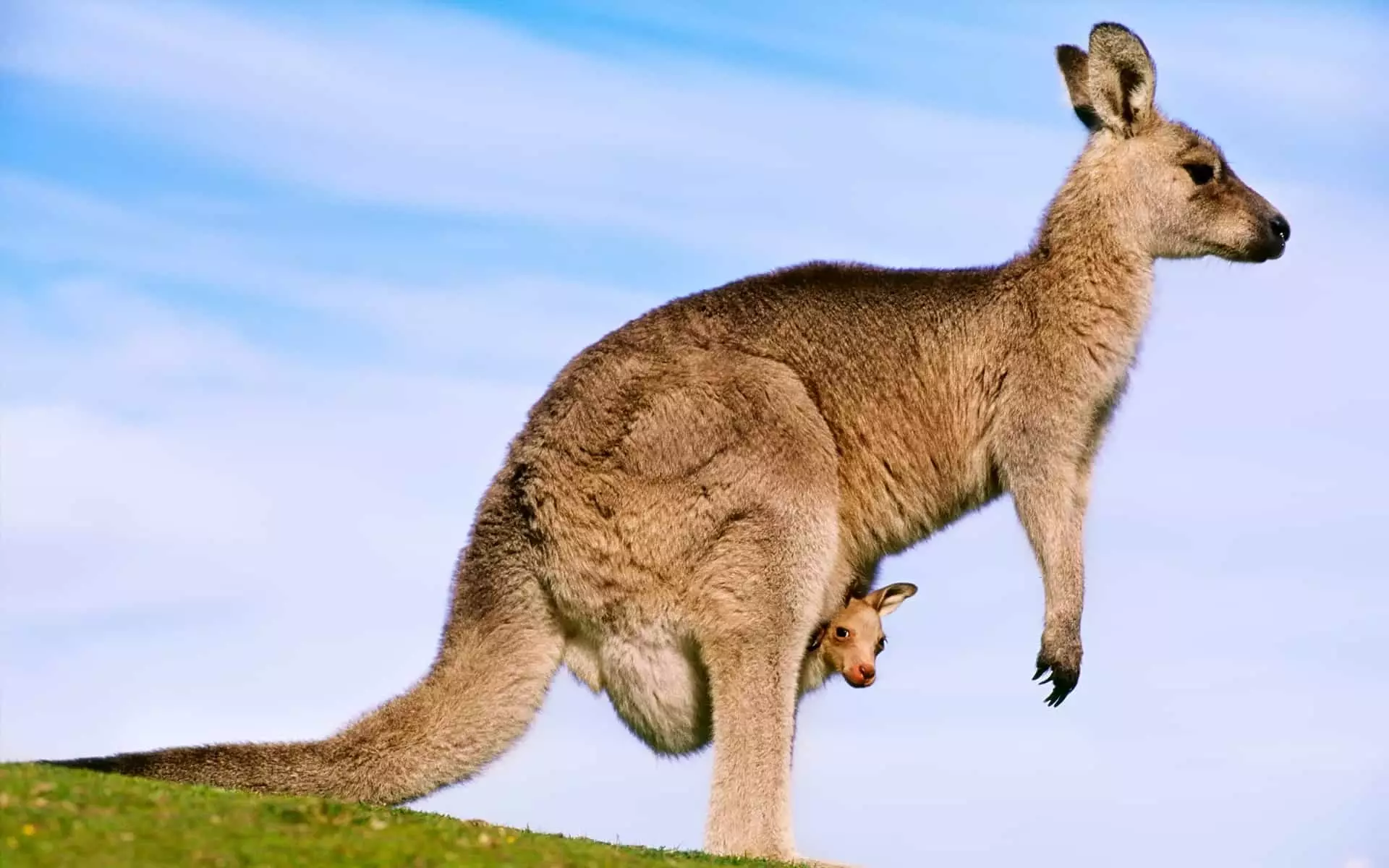 Kangaroo miaraka amin'ny Cub