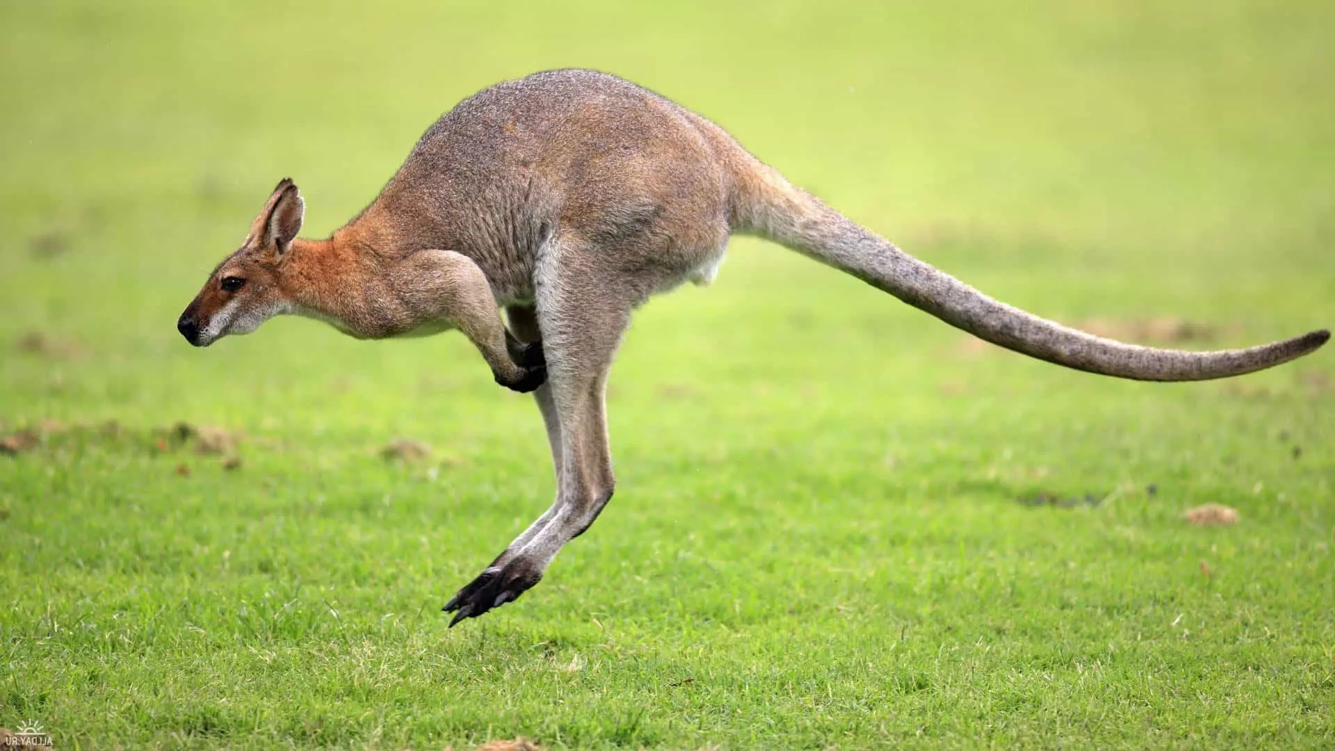 Hopping Kangaroo.