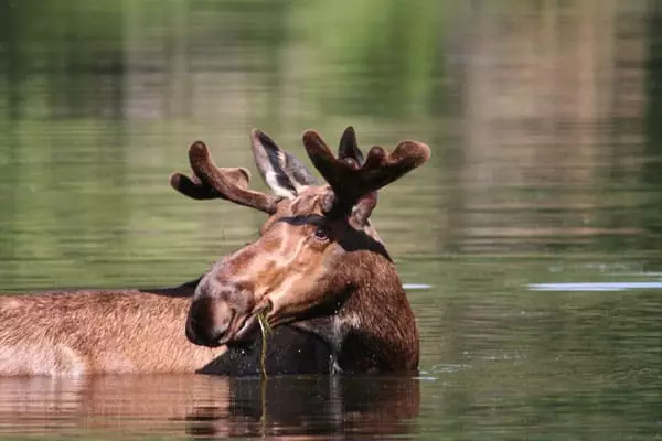 Elk u akumulaciji za vodu