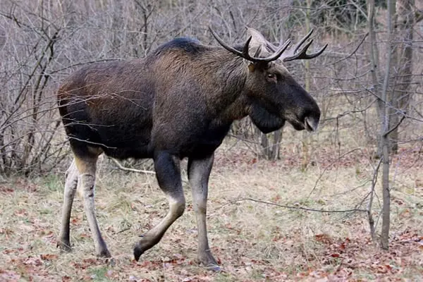 Elk u šumi