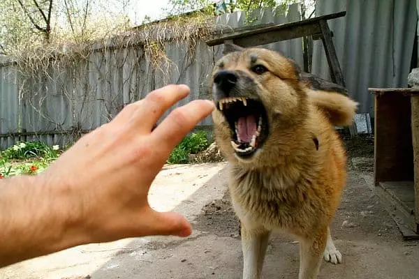 agresija psa