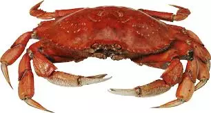 Bright Crab