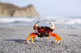 Crab op 'e bank