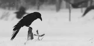 Crows winter