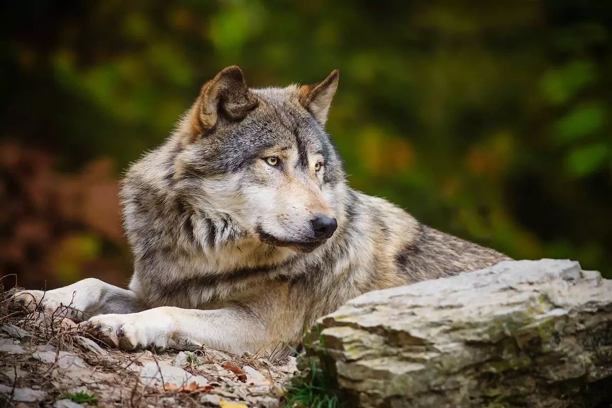 Odpočinku vlka