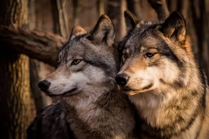 два волци