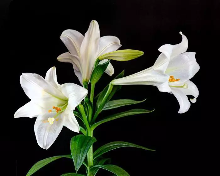 Бело цвеће