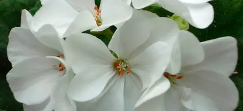 White petals.