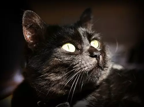 ما أحلاه قطة سوداء في أحلام ميلر وفرويد