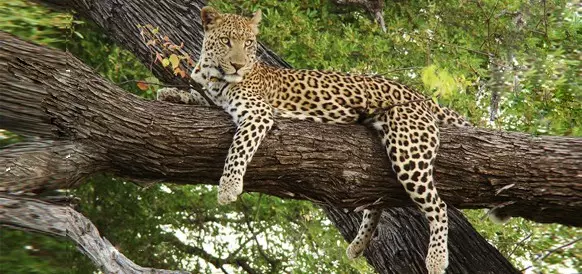 Leopard puussa