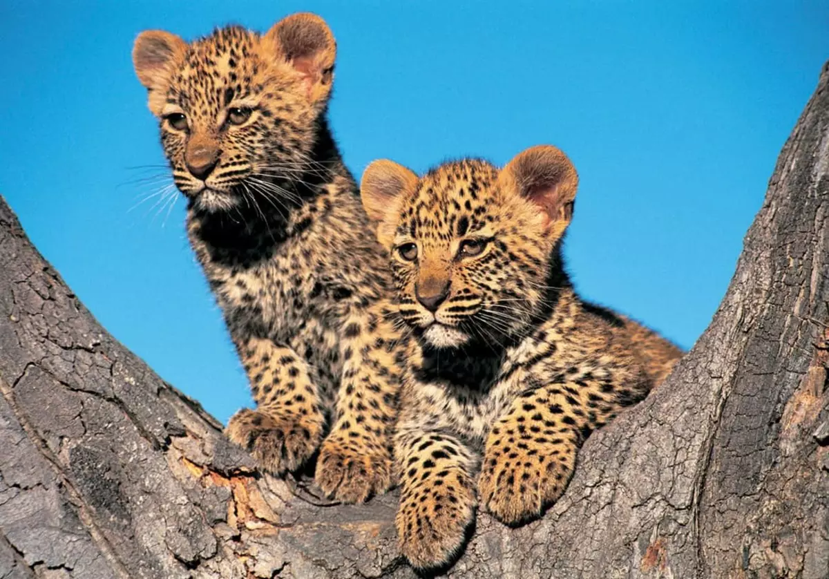 بچوں چیتا