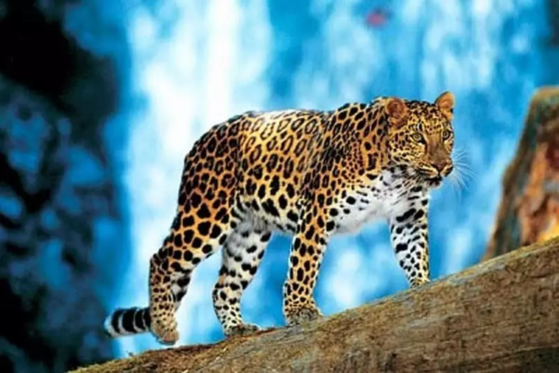Varovainen leopardi