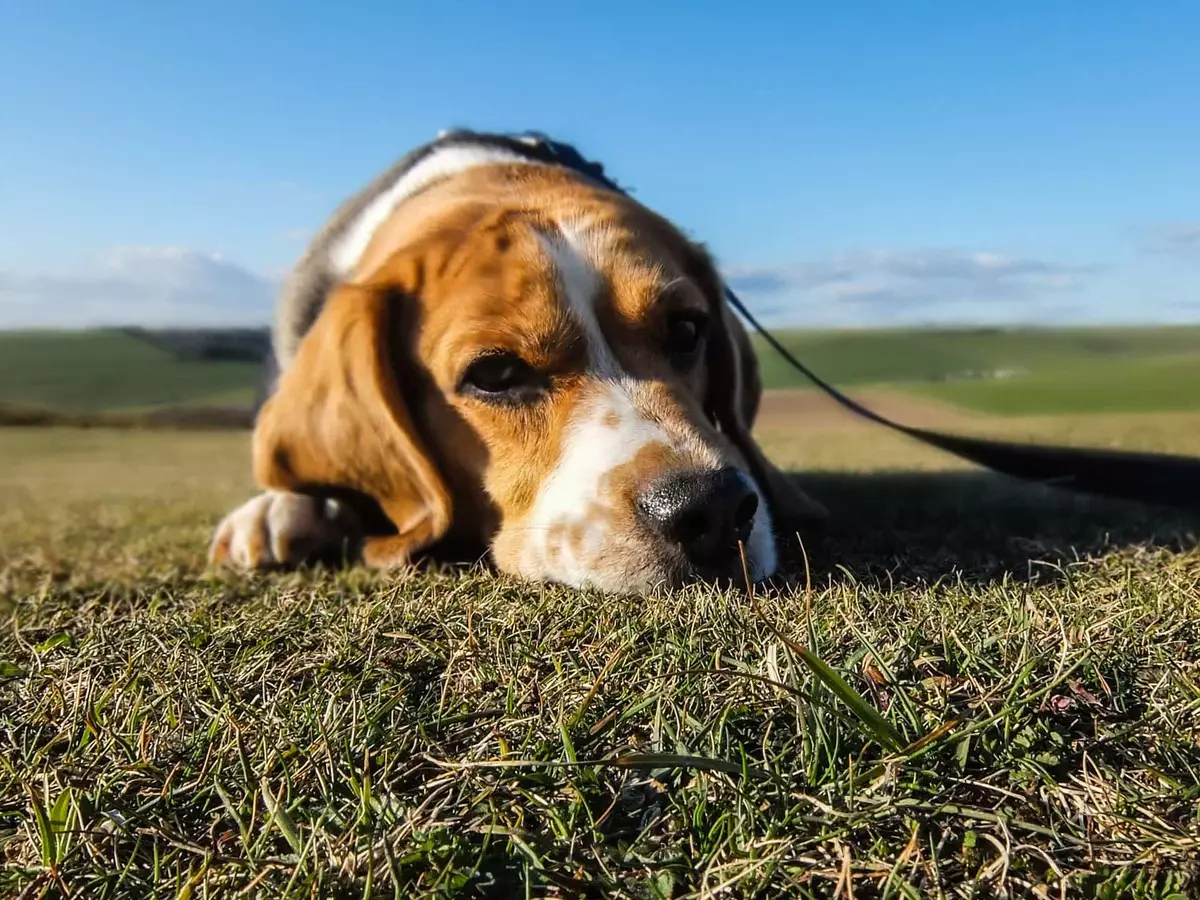 Собачка на траве