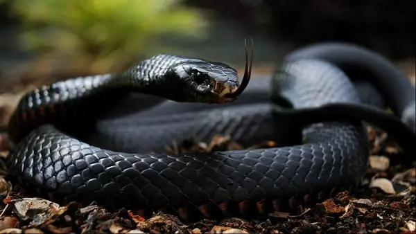 Czarny wąż