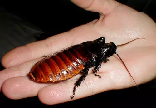 Big kakkerlak