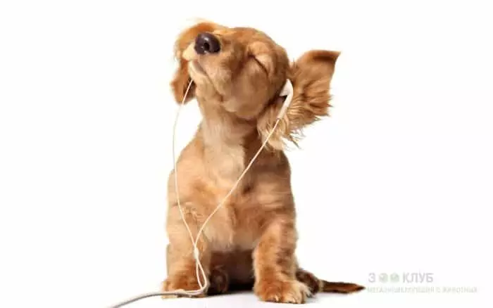 De hond luistert naar muziek
